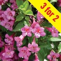 Weigela Florida Rumba 3 Plants 9cm Pot