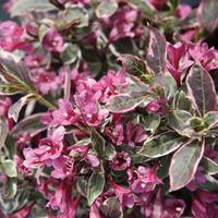 weigela florida monet large plant 2 weigela plants in 35 litre pots