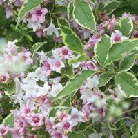 Weigela \'Nana Variegata\' (Large Plant) - 2 weigela plants in 3.5 litre pots