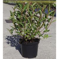 Weigela \'Nain Rouge\' (Large Plant) - 2 weigela plants in 3.5 litre pots