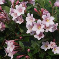 Weigela florida \'Polka\' (Large Plant) - 2 weigela plants in 3.5 litre pots