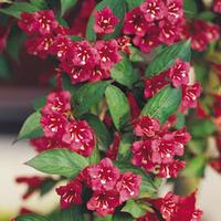 Weigela \'Red Prince\' - 1 weigela plant in 9cm pot