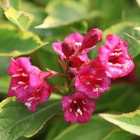 Weigela florida \'Moulin Rouge\' (Large Plant) - 2 weigela plants in 3.5 litre pots