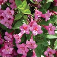 Weigela Florida Rumba 1 Plant 9cm Pot