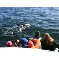 Whale Watching Tours - Iceland
