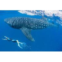 Whaleshark Snorkeling Adventure