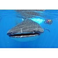 whale shark encounter all inclusive tour in cancun