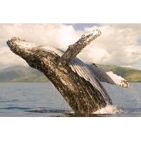 Whale Watching from Ma\'alaea Harbor