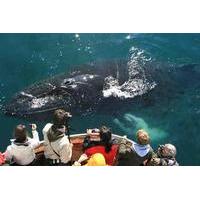 Whale Watching in Dalvik