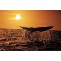 Whale Watching Tour from Cape Town