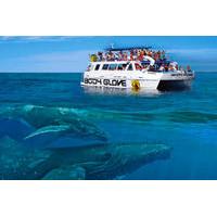 whale watch excursion from the big island