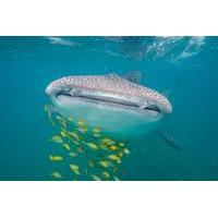 Whale Shark Snorkeling Tour from Cabo San Lucas