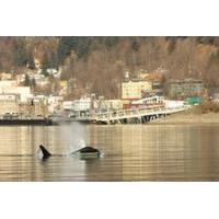 Whale Watching and Wildlife Adventure from Juneau