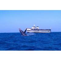 Whale Watching Cruise Guided by experts from Birch Aquarium