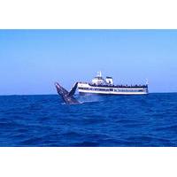 whale watching cruise guided by experts from birch aquarium