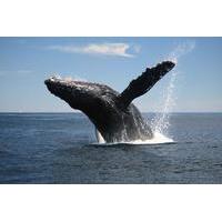 Whale-Watching Tour from Augusta or Perth with Optional Captain\'s Lounge Upgrade