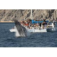 Whale Watching Tour in Los Cabos aboard the Pez Gato
