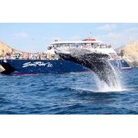 whale watching brunch cruise in los cabos