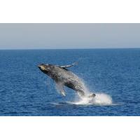 Whale-Watching Cruise and Fremantle Day Trip from Perth