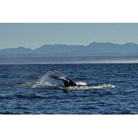 Whales and Wine Day Tour from Cape Town