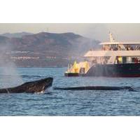 whale watching discovery cruise