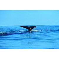 Whale Watching Kayak Tour from Batemans Bay