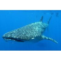 whale shark encounter private tour