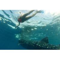 Whale Shark Tour from Holbox Island