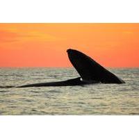 Whale Watching Sunset Concert in Los Cabos