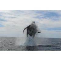 Whale Watching Expedition in Los Cabos