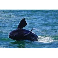 Whales and Wine Guided Day Tour from Cape Town