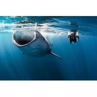 Whale Shark Snorkeling Tour from Cancun and Riviera Maya