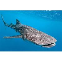 Whale Shark Tour from Tulum