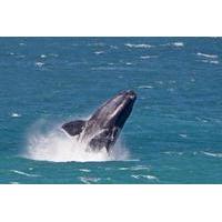 Whale Watching Day Trip from Cape Town