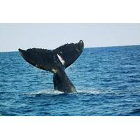 Whale Watching on Taboga and Taboguilla Islands