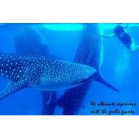 Whale Shark Swimming Experience and Aguinid Falls from Cebu