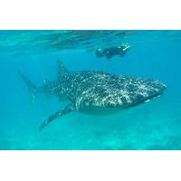 Whale Shark and Snorkeling Adventure from Isla Holbox