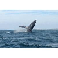 Whale Watching Snorkeling Trip at Marietas Islands National Park