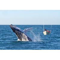 Whale Watching Expedition in Mazatlan