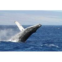 Whale Watching Tour from Cape Town