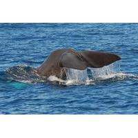 Whale and Dolphin Watching or Swim with Dolphins in Madeira