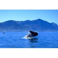 Whale Watching Private Day Tour to Hermanus from Cape Town