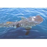 whale shark group adventure from isla holbox