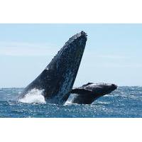 Whale Watching Tour in Los Cabos