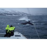 Whale Watching on a Catamaran in Tromso