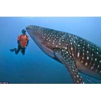 Whale Shark Encounter from Cancun