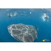 Whale Shark Snorkeling Safari in Isla Contoy with Lunch