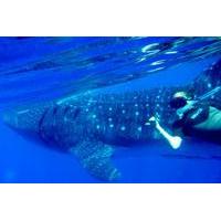 Whale Shark Tour from Cozumel