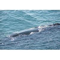 Whale Watching Guided Day Tour from Cape Town