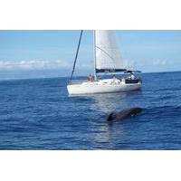 whale and dolphin watching 3 hour group sailing yacht charter